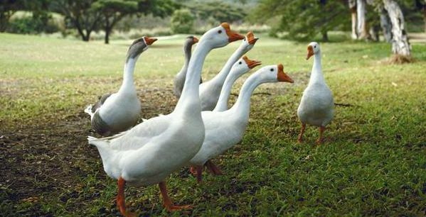 Как и чем кормить гусей в домашних условиях?