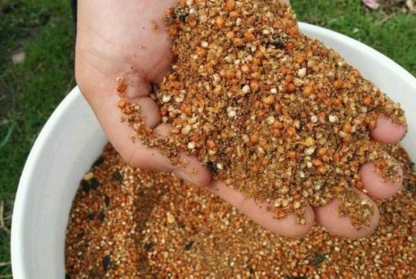 Как приготовить мешанку для цыплят бройлеров и несушек?