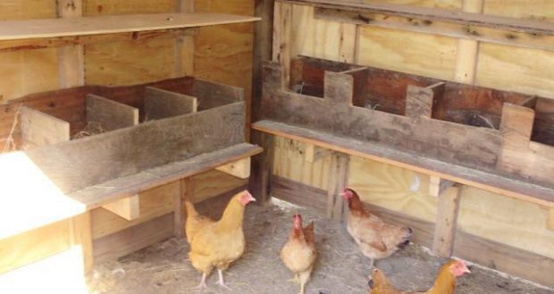 Как сделать насест для кур несушек своими руками — чертежи, материалы и пошаговая инструкция