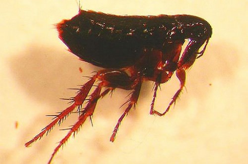 Клопы куриные &mdash; как избавить птиц от паразитов?