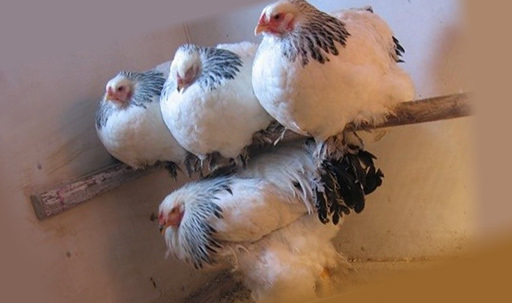 Клопы куриные &mdash; как избавить птиц от паразитов?