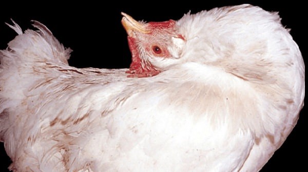 Неизлечимая болезнь марека у кур