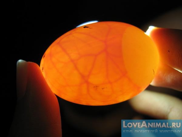 Процедура овоскопирования куриных яиц перед и во время инкубации