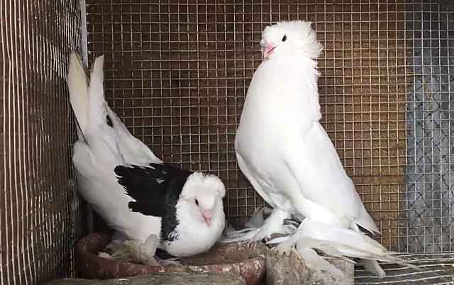 Виды, характеристики и стандарты содержания декоративных голубей