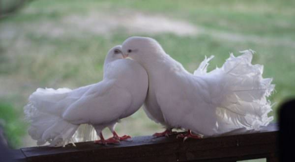 Виды, характеристики и стандарты содержания декоративных голубей