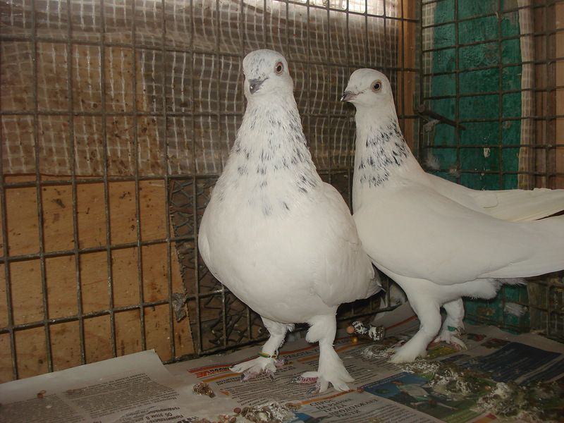 Виды, характеристики и стандарты содержания декоративных голубей