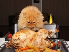 Самые актуальные приколы