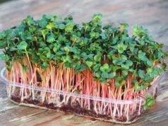 Особенности выращивания микрозелени