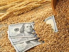 Актуальные оптовые цены на зерно
