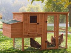 Курятник для загородного дома: советы по выбору