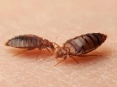 Уничтожение постельных клопов: почему лучше обратиться к профессионалам