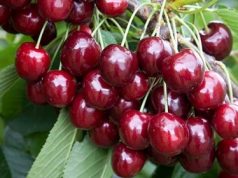 Саженцы вишня: как выбрать правильно