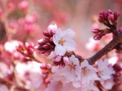 Саженцы миндаля: советы профессионала