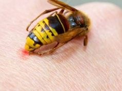 Укус осы: в чем опасность