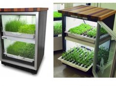 Выращивание растений дома: как выбирать оборудование