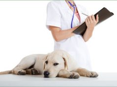 Срочная помощь животному: как вызвать ветеринара на дом