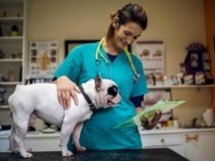 Как выбрать подходящую ветеринарную клинику для лечения домашнего питомца: методика сайта https://vetkliniky