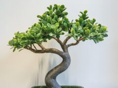 Искусственный бонсай: миниатюрные шедевры без хлопот