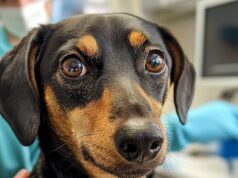 Стерилизация животных: взвешиваем все «за» и «против»