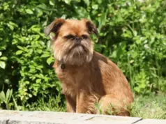 Бельгийский гриффон: описание породы