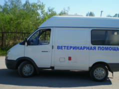 Диагностика заболеваний у домашних животных: что может определить ветеринар