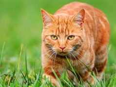 Кастрация кота Воронеж: советы владельцам