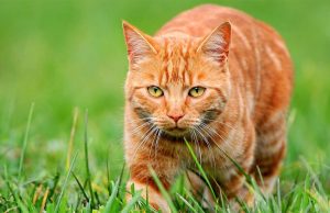 Кастрация кота Воронеж: советы владельцам