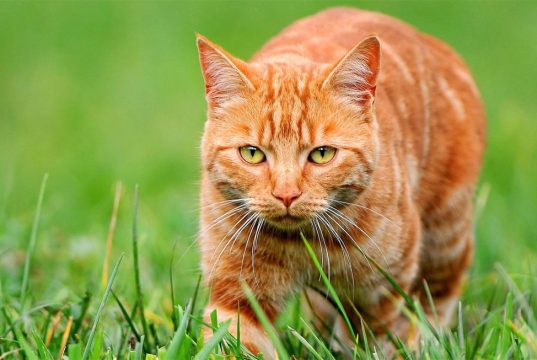 Кастрация кота Воронеж: советы владельцам