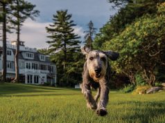 Архитектура качества: из чего на самом деле состоит идеальный сухой корм для собаки