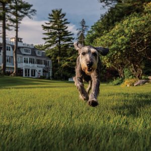 Monge grain free — без зерна