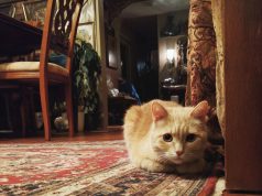 Наука выбора: как расшифровать состав корма для кошки и принять верное решение