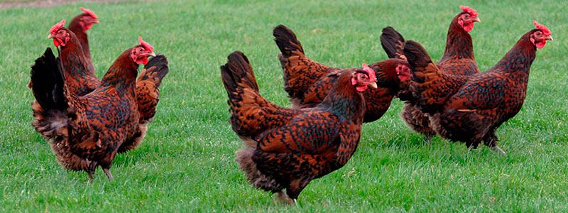 Английская красношапочная порода кур — особенности и условия содержания