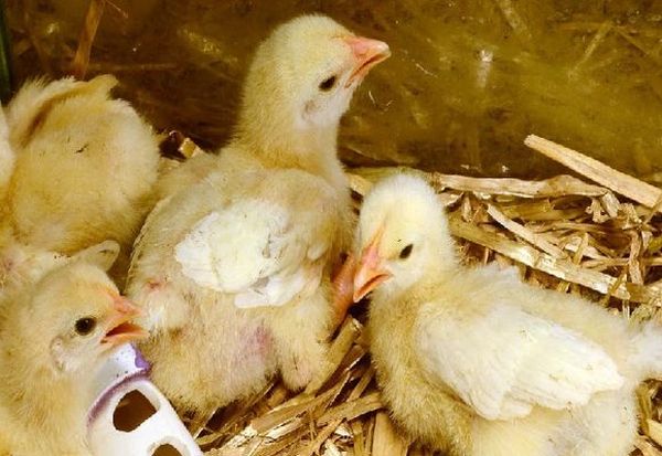 Антибиотики для цыплят в первые дни жизни — названия и правила применения для лечения и профилактики болезней