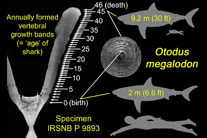 Древние акулы-монстры оказались внутриутробными каннибалами